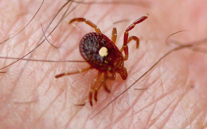 Be Prepared To Deal With Ticks In San Antonio