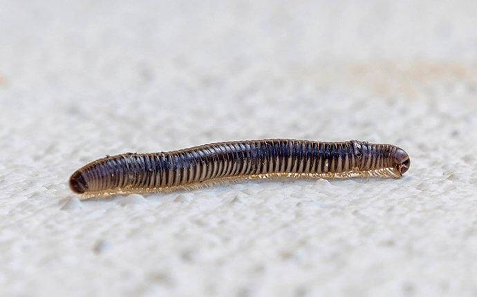 millipede-crawling-on-cement-floor-2