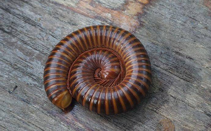 millipede-curled-up-on-a-table