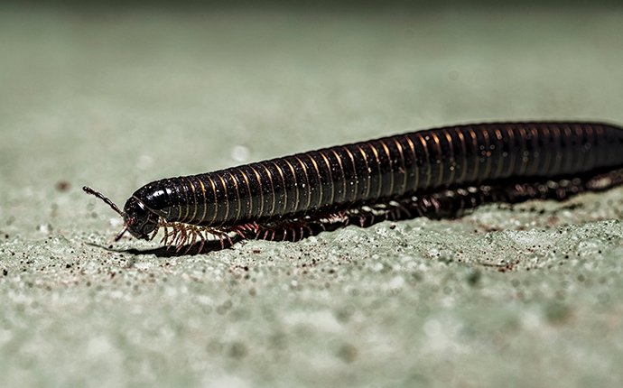 close up of a crawling millipede