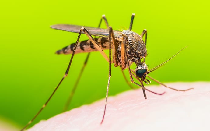 a mosquito biting a burleson texas resident