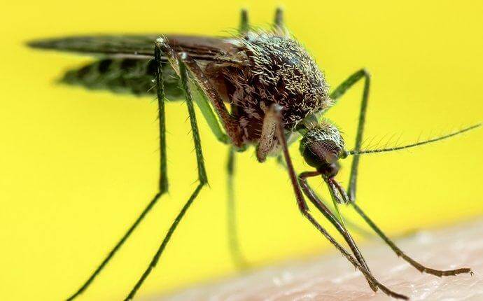 mosquito-biting-human-skin-spreading-disease