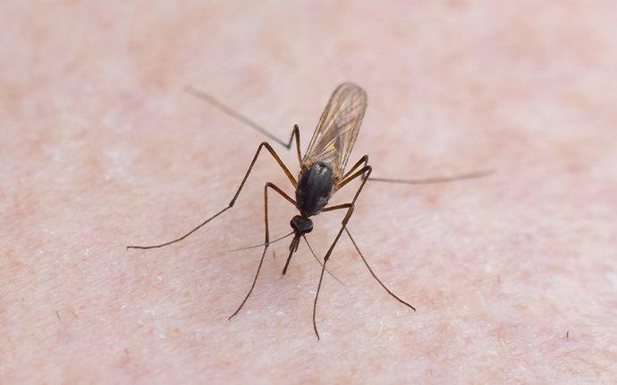 Why Professional Mosquito Control For Your Fort Worth Property Is Worth it