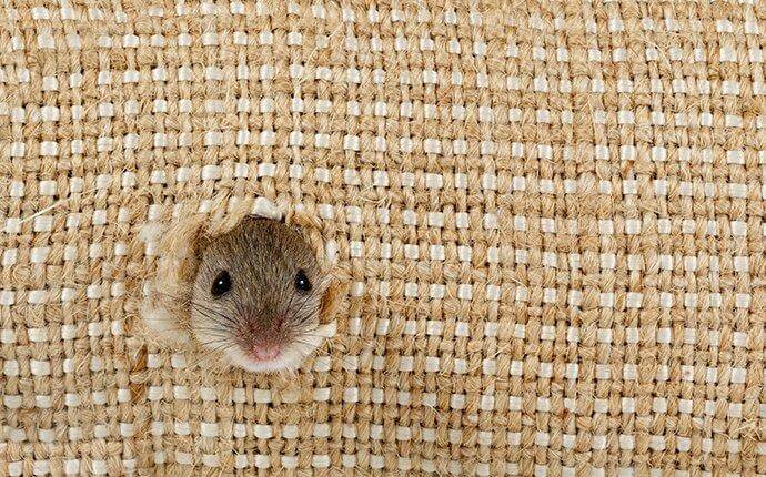 mouse-chewing-a-hole-in-burlap