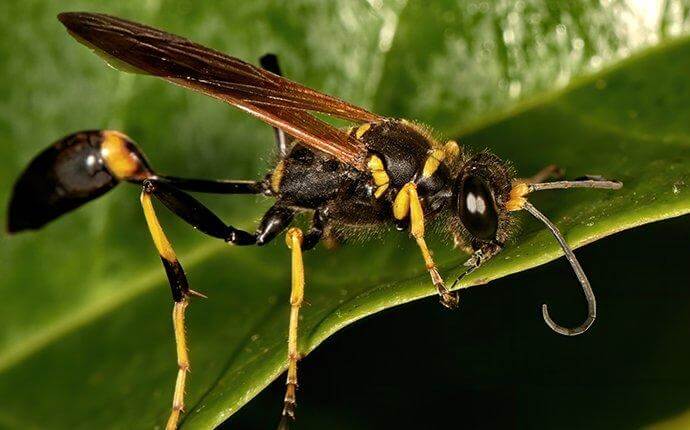 mud-dauber-wasp-on-a-flower-leaf-2