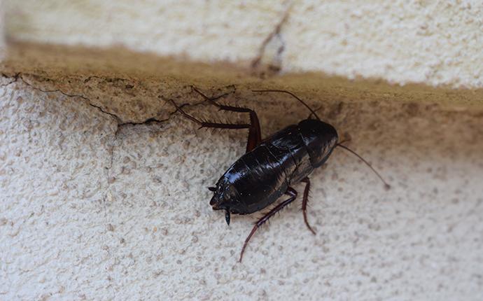 oriental cockroach on ground
