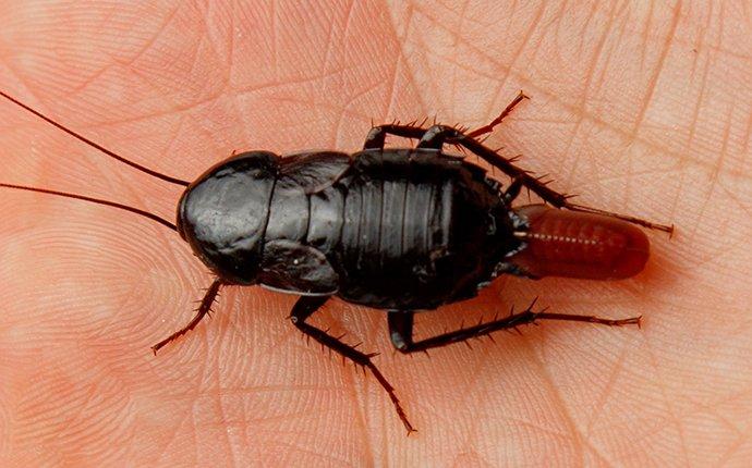 oriental-cockroach-on-hand