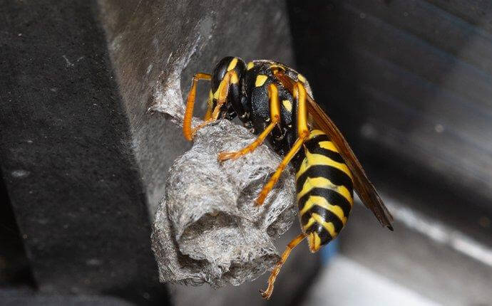 paper-wasp-building-nest