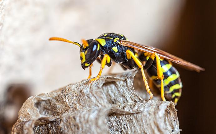 paper wasp on nest