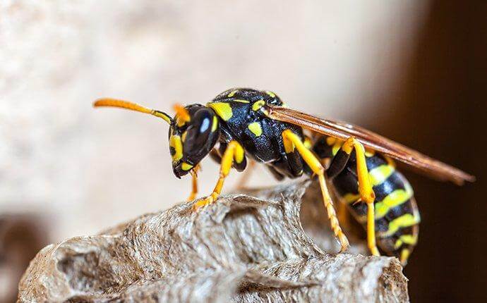 paper-wasp-on-her-nest