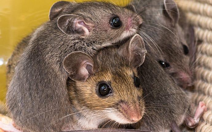 a mother mouse and her young invade a home in prosper texas