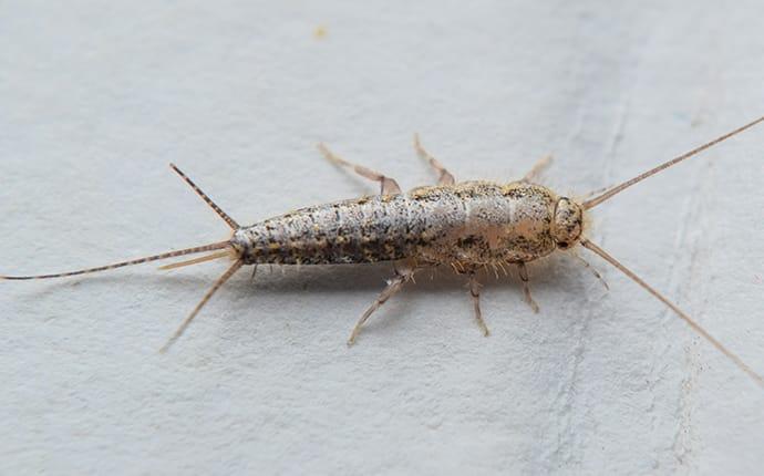 a silverfish crawling on a kitchen counter in prosper texas