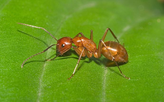 pyramid ant on a leaf
