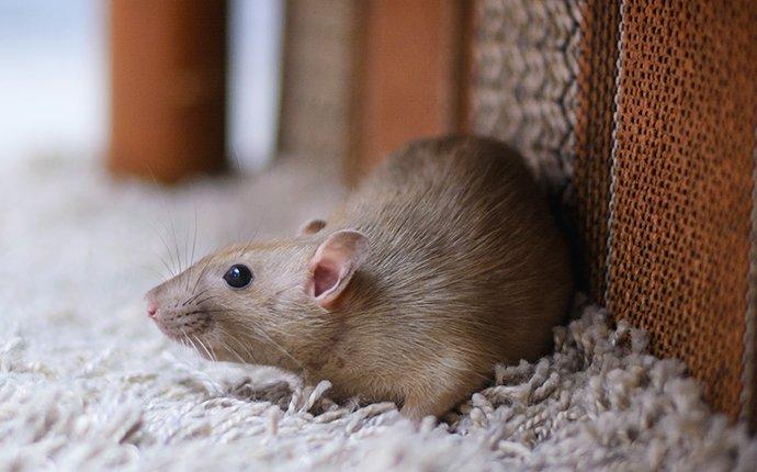 rat-crawling-inside-home