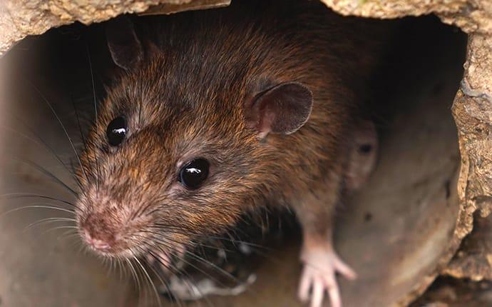Houston’s Step-By-Step Guide To Rodent Prevention