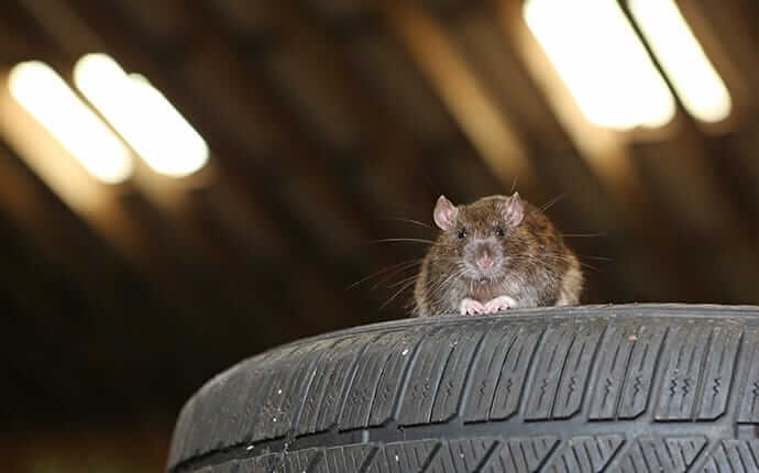 rat-in-commercial-garage