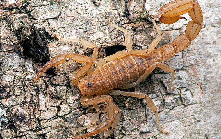 scorpion found in lantana tx
