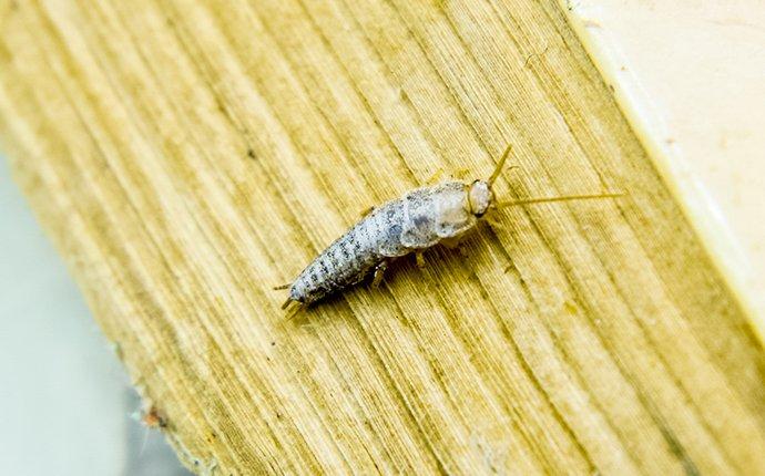 How Dangerous Is It To Have Silverfish In My Fort Worth Home?