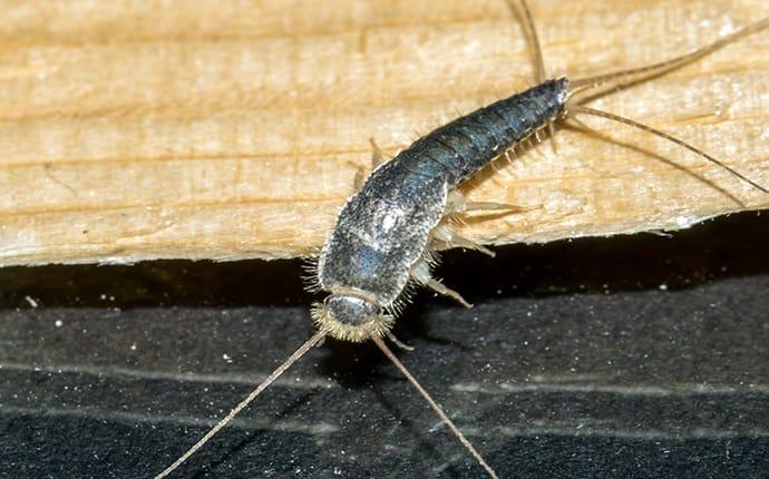 Why Do I Keep Getting Silverfish In My Fort Worth Home?