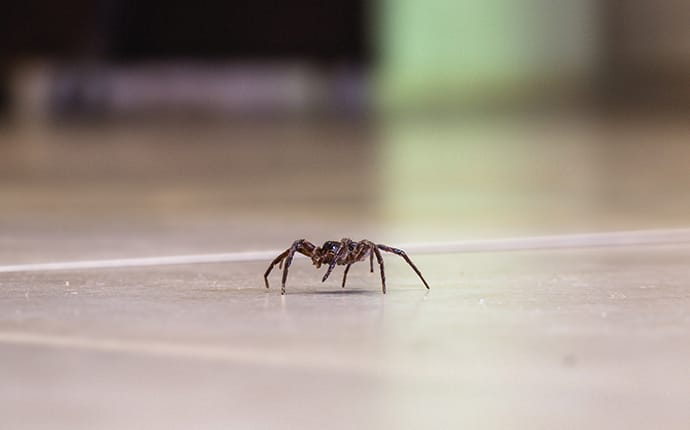 common house spider crawling across the floor of a kingwood tx home