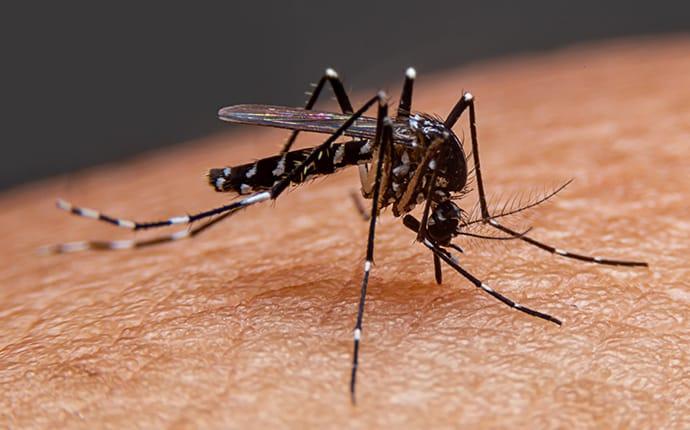 a mosquito biting a resident of spring texas