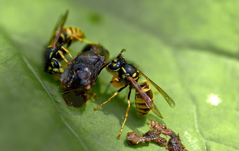 wasps on a leaf in a rockwall tx yard
