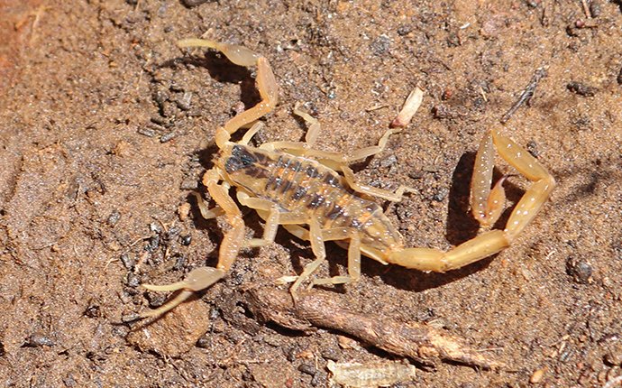 close up of a striped bark scorpion