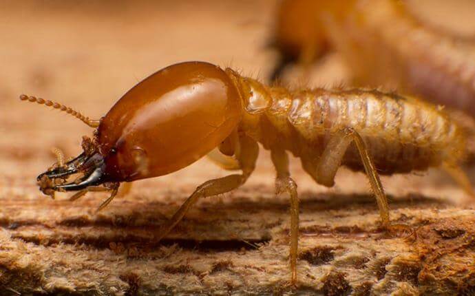 termite-chewing-wood-in-dallas-home