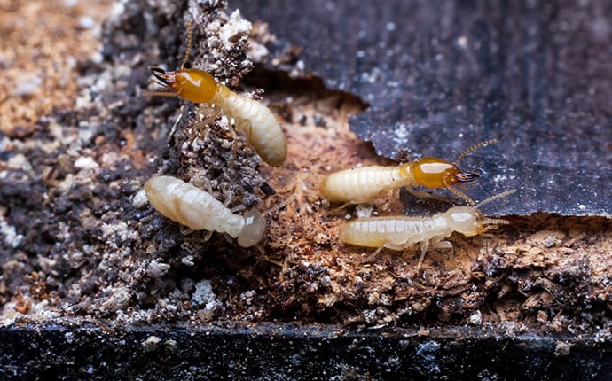 termites tunneling through wood in garland tx