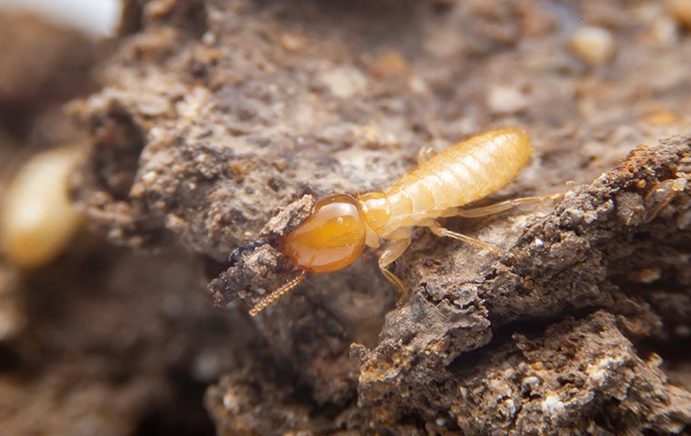 subterranean termite worker outside a grand prairie tx home