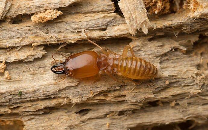The San Antonio Professionals To Call When Termites Invade