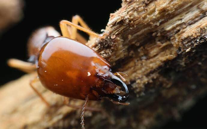 Houston’s Ultimate Guide To Spotting Termite Damage