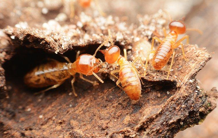 termites up close in arlington tx