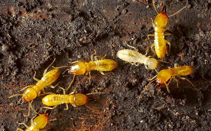 termites-under-house