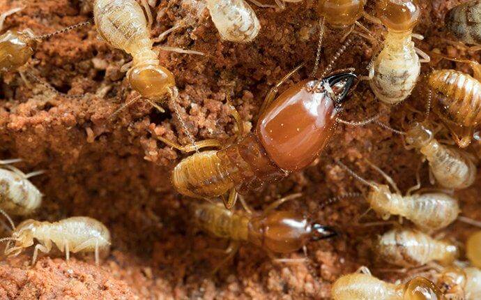 termites-worker-and-soldier-on-nest
