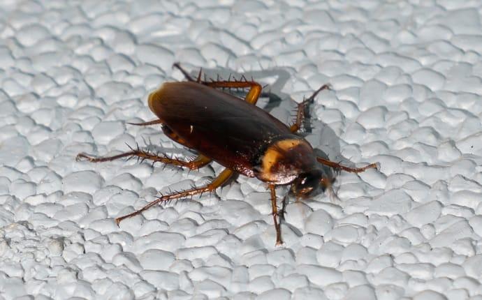 a cockroach crawling in a home in willis texas