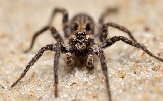 How Dangerous Are San Antonio’s Wolf Spiders?