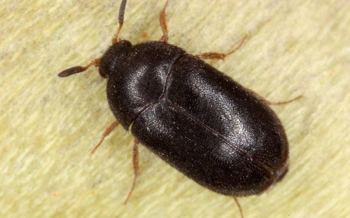 black carpet beetle crawling on the floor