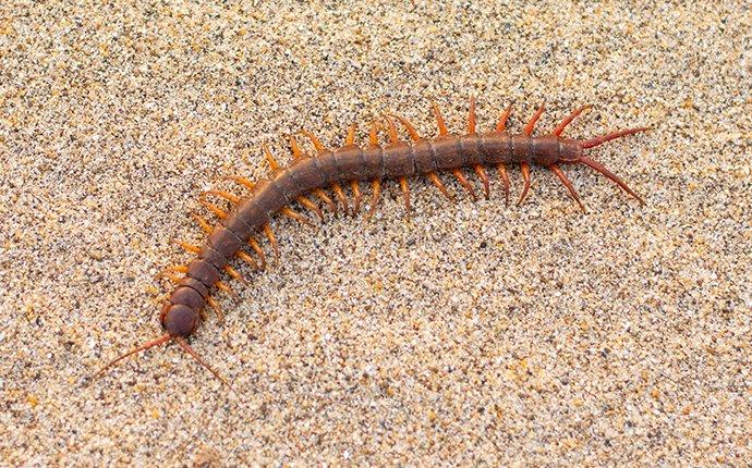Four Easy Tricks To Keep Centipedes Away From Your Dallas Home