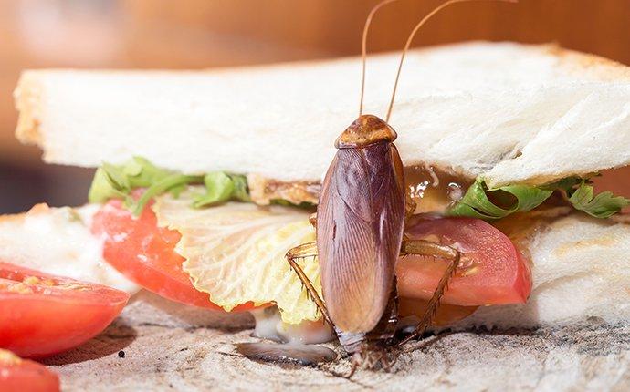 a cockroach on food in a kitchen