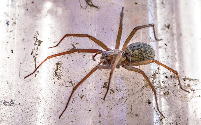 Four Quick & Simple Spider Prevention Tips For Your Houston Home