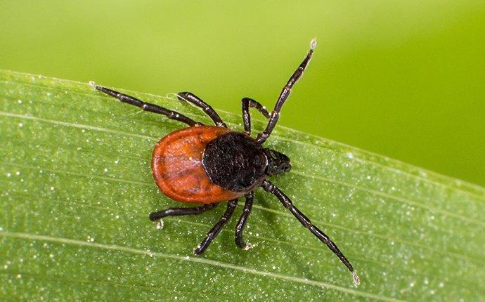 What You Need To Know About The Fleas & Ticks Around Dallas