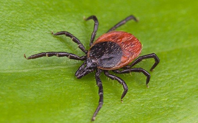 a deer tick on a leaf