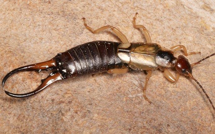 Houston’s Complete Guide To Effective Earwig Control