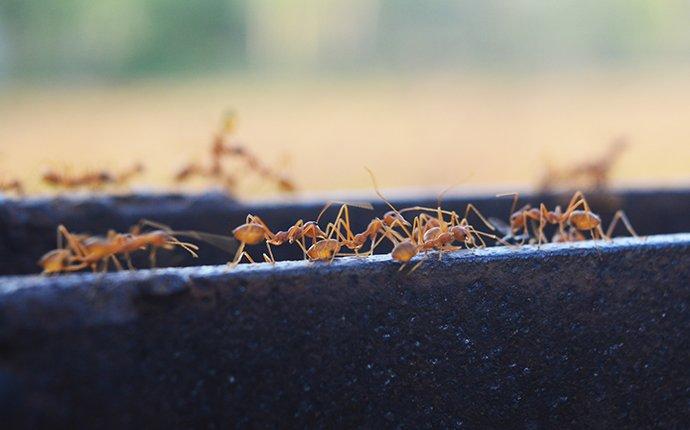 fire ants crawling on landscape