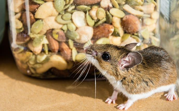 Why You Should Call The Professionals About Rodents In Your San Antonio Home