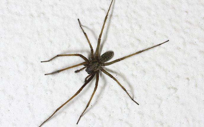 What Everyone In San Antonio Ought To Know About American House Spiders