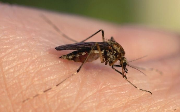 mosquito biting skin dangerous pest