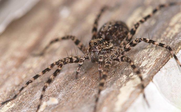 a wolf spider on wood