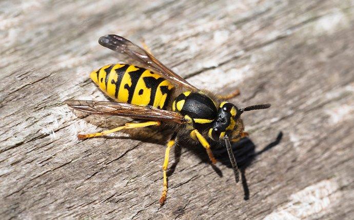 yellow jacket crawling on a wooden table